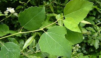 Aspen per il trattamento della prostatite cronica