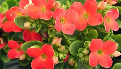 Kalanchoe per il trattamento della prostatite cronica