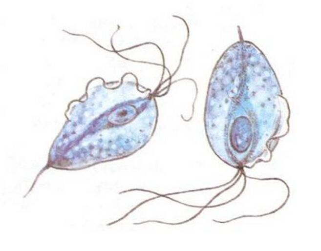 Trichomonas patogeno della prostatite